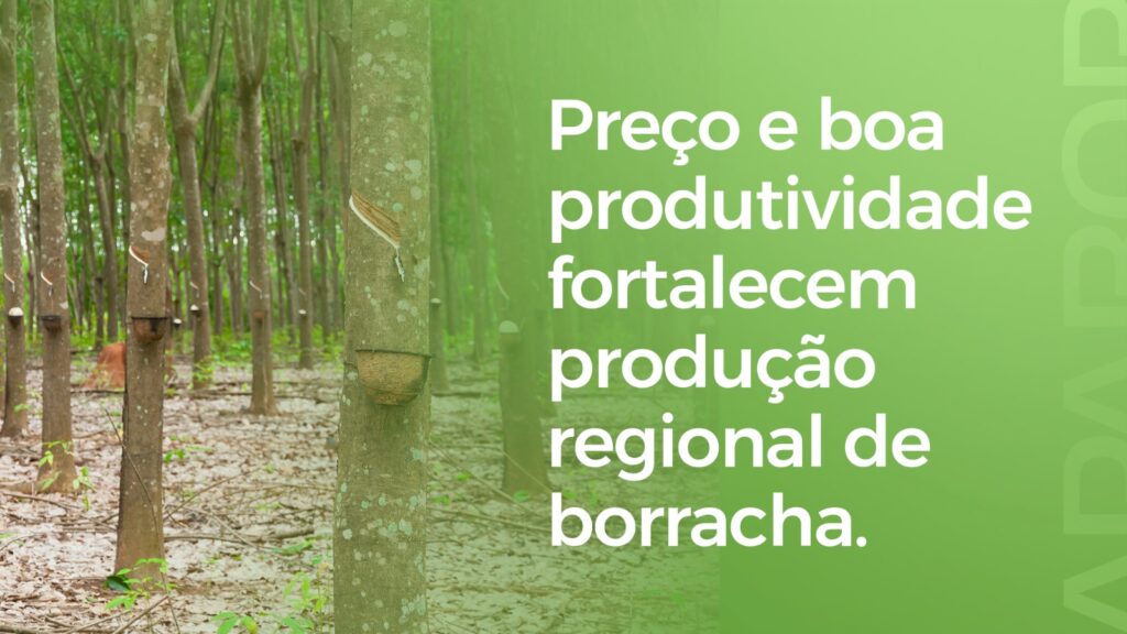 Preço e boa produtividade fortalecem produção regional de borracha